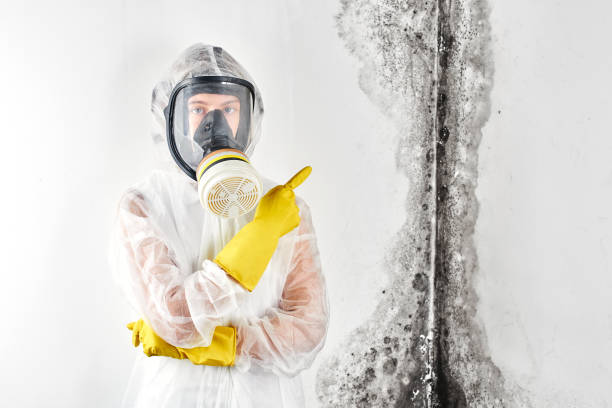 Best Mold Damage Restoration in Mount Hermon, CA